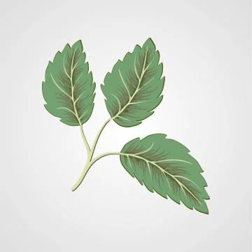 Flying green leaves on white background. Fresh spring foliage. Vector illustr Stock Illustration