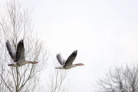 Flying grey geese in spring Stock Photos