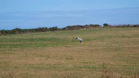 Flying grey heron in autmn Video stock 112713629