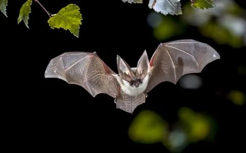 Flying Grey long eared bat in forest Stock Photos