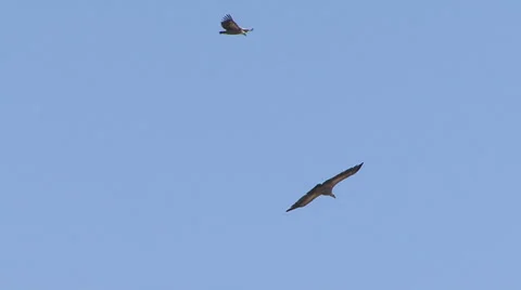 Flying Griffon Vultures over carcass 스톡 동영상 32507388
