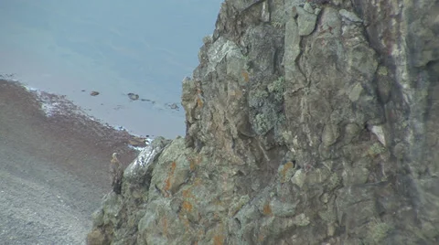 Flying Griffon Vultures over carcass Stock Footage 32507425