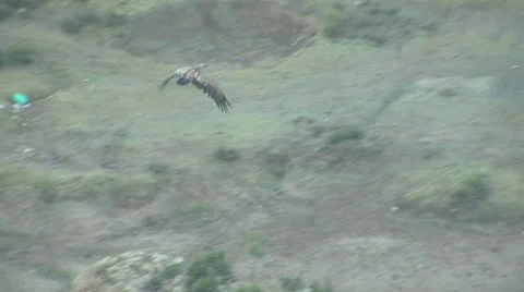 Flying Griffon Vultures over carcass Stock-Footage 32507528