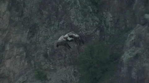 Flying Griffon Vultures over carcass Video stock 32507836