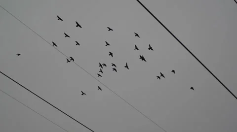 Flying group of birds 스톡 동영상 34636457