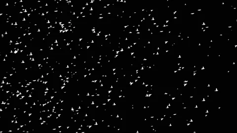 Flying group of birds motion graphics with night background Vidéo 154390006