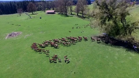 Flying to a group of deer on a wide field in bavaria Stock Footage 108808685