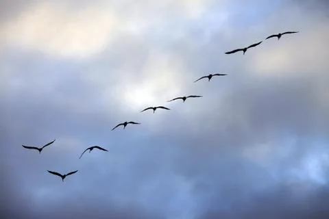 Flying group of seagulls Stock Photos