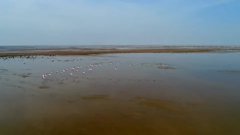 Flying  groupe of storks on the wetground Stock Footage 137573056