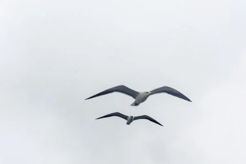 Flying gull on a background of white-grey sky. Stock Photos