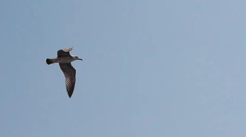 Flying Gull Video stock 30672291