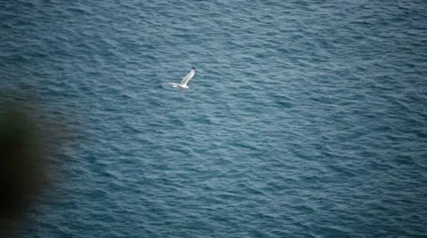Flying gull Vídeos de archivo 52117808