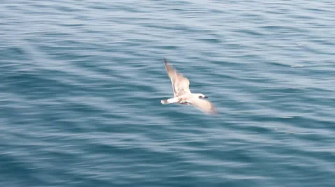 Flying Gull over water Video stock 30669003