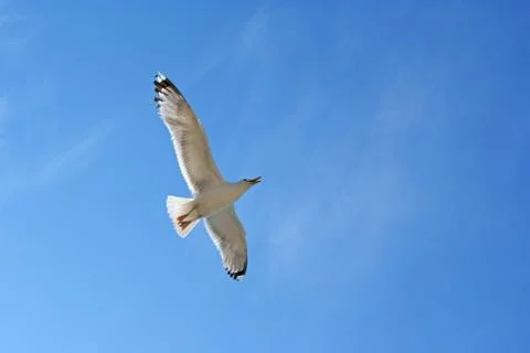 Flying gull Stock-Fotos