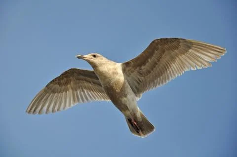 Flying gull Stock Photos