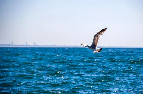Flying gull Stock Photos
