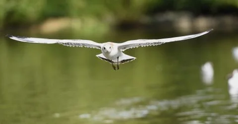 Flying gull Stock Photos