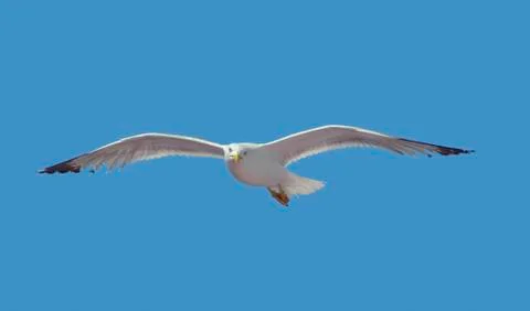 Flying gull Stock Photos