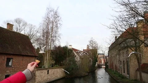 The flying gulls with the channels of Bruges on the background. Bruges, Belgium Stock Footage 72858377