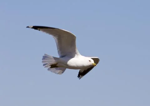 The flying gull's close-up Stock Photos