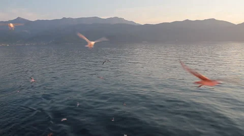Flying Gulls Stock-Footage 30668807