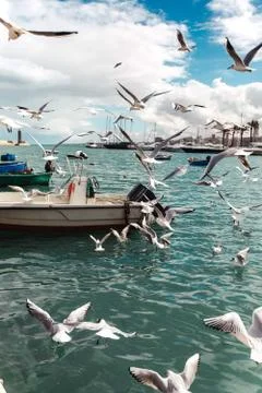 Flying gulls Stock Photos