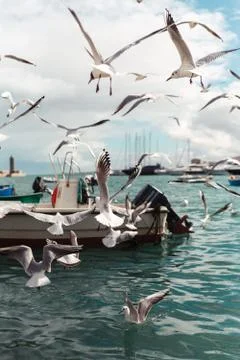 Flying gulls Stock Photos