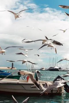 Flying gulls Foto stock