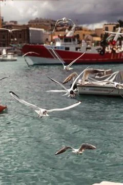 Flying gulls Stock Photos
