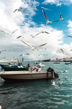 Flying gulls Stock Photos