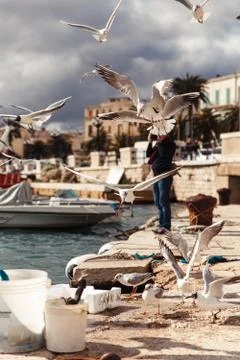 Flying gulls Stock Photos