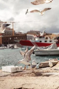 Flying gulls Stock Photos