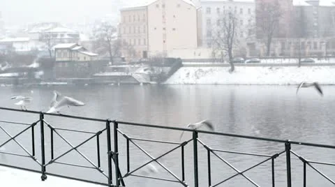 Flying gulls on the winter, Prague view Stock Footage 21087176