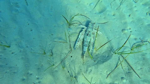 Flying Gurnard fish Stock Footage 323606818
