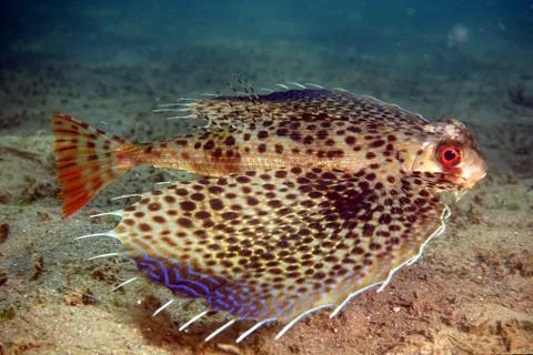 Flying Gurnard Stock Photos