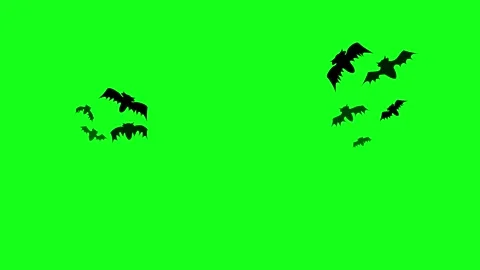 Flying Halloween Bats on Green Screen Chroma Key Background 4K Stock Footage 340482996