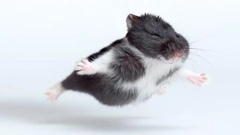 Flying Hamster isolated on the white background Stock Photos