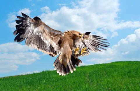 Flying hawk attack Stock Photos