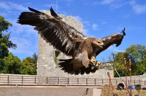Flying hawk attack Stock Photos