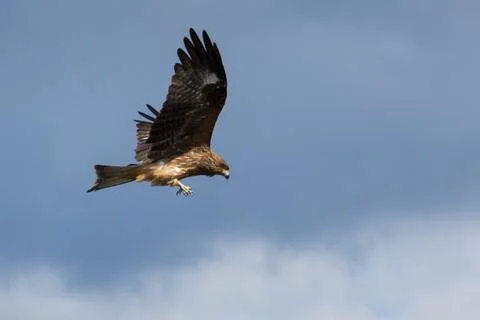 Flying Hawk. Bird of prey. Isolated bird. Blue sky background. Stock Photos