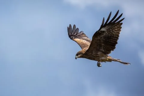 Flying Hawk. Bird of prey. Isolated bird. Blue sky background Stock Photos