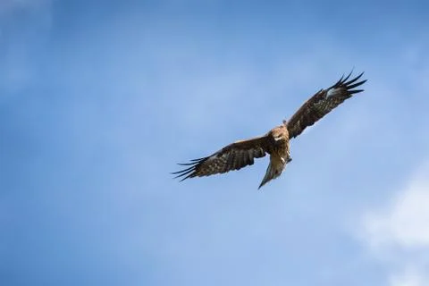 Flying Hawk. Blue sky background. Image Foto stock