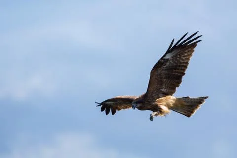 Flying Hawk. Blue sky background. Image Stock Photos
