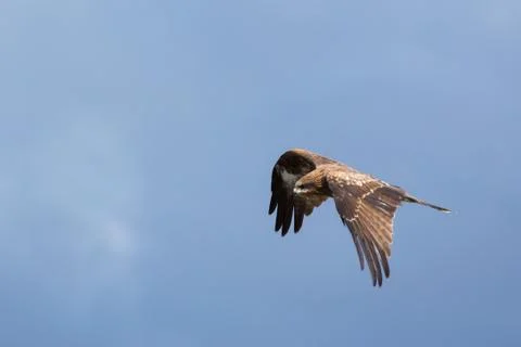 Flying Hawk. Blue sky background. Image Stock Photos
