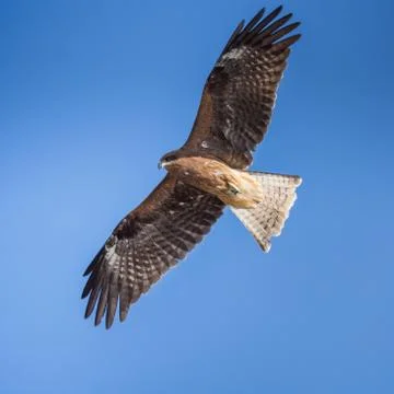 Flying Hawk. Blue sky background. Image Foto stock