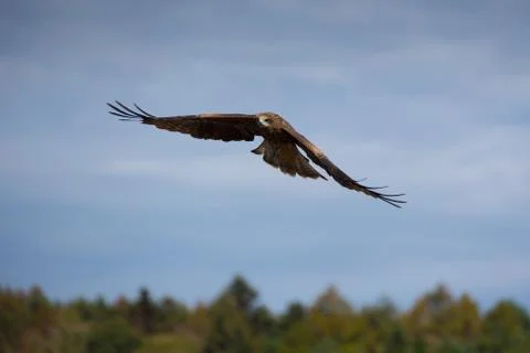 Flying Hawk. Blue sky background Stock Photos