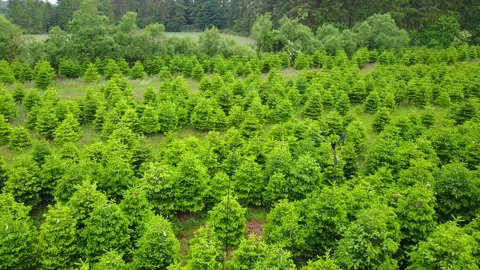 Flying Hawk Decoy Bird In The Christmas Tree Plantation Stock Footage 200415823