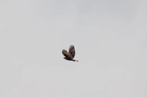 Flying hawk goshawk seeking prey Stock Photos