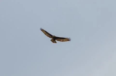Flying hawk goshawk seeking prey Stock Photos