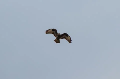 Flying hawk goshawk seeking prey Stock Photos